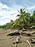 Plage de cocotier
